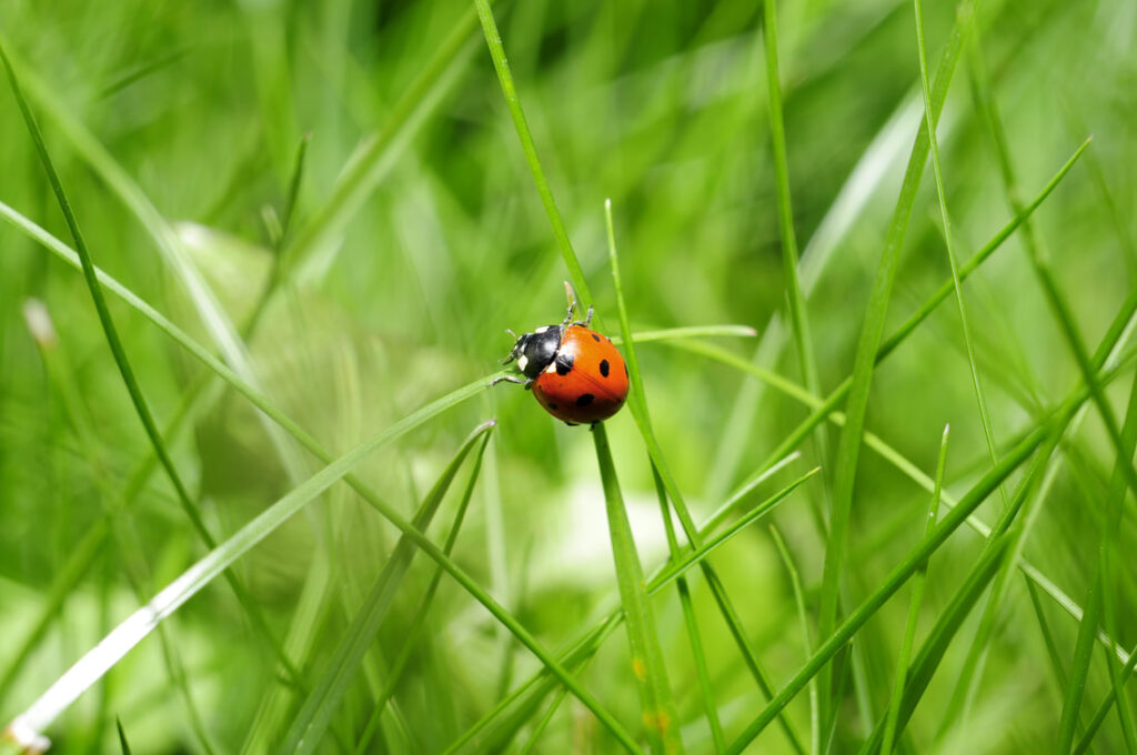 ladybug-on-grass