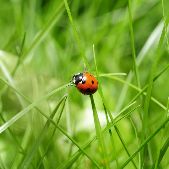 ladybug-on-grass