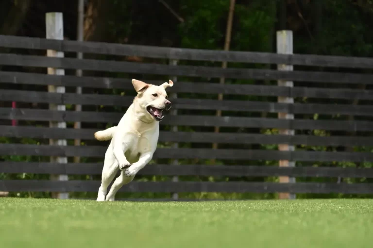 Labrador retriever playing dog run